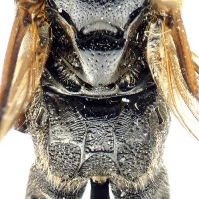 Réf. 302 451 : Coelichneumon validus